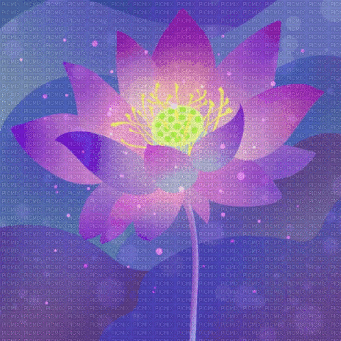 Lotus Flower - Бесплатни анимирани ГИФ