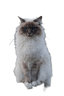 animalss cats nancysaey - png gratis