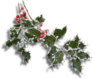 Winter branch the snow_hiver branche neige - png gratis