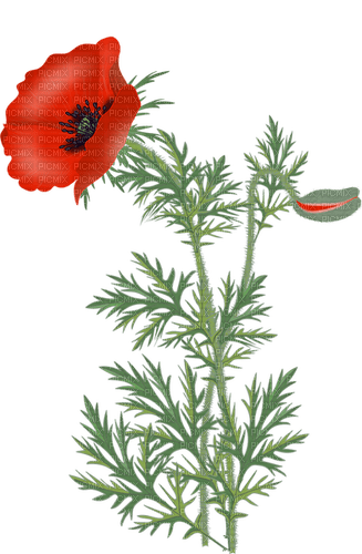 poppies - zdarma png