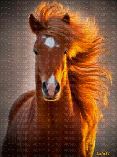 Cavallo1 - Free animated GIF