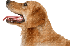 Kaz_Creations Dog Pup - besplatni png