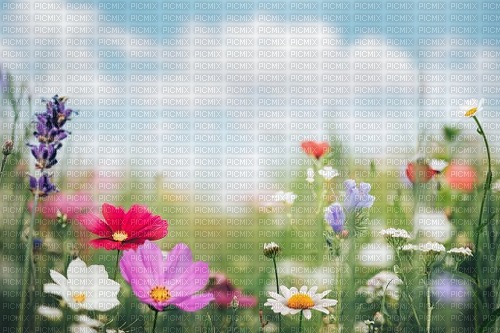 Meadow flowers - δωρεάν png