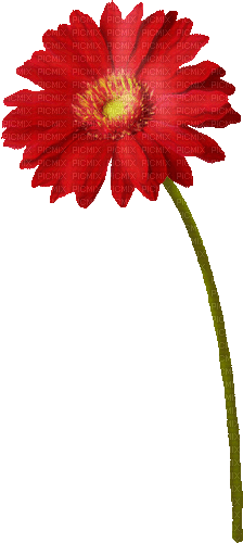 Flower.Red.Yellow.Animated - KittyKatLuv - Ingyenes animált GIF