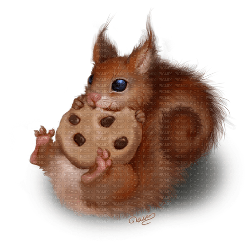 Squirrel with Cookie - фрее пнг