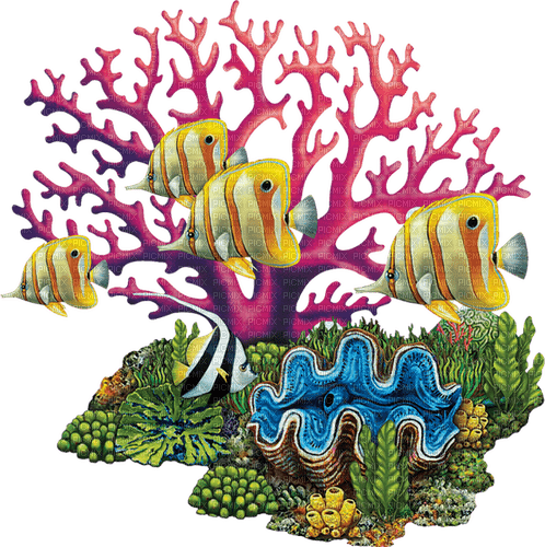 Coral-RM - png grátis