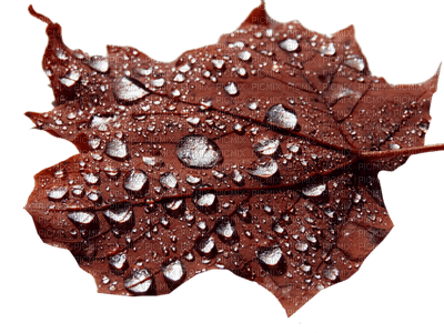 autumn leaf - png ฟรี