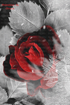 flower - Δωρεάν κινούμενο GIF