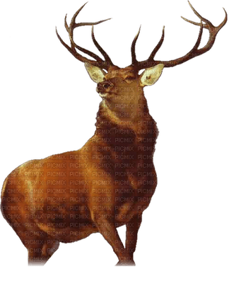 deer bp - darmowe png