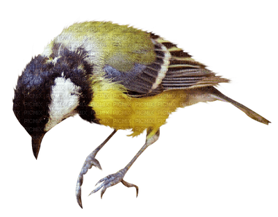 Kaz_Creations Bird Birds - kostenlos png