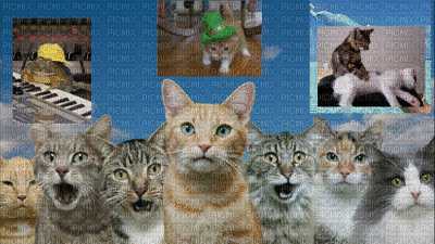 Cats Soup - Ingyenes animált GIF