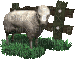 Mouton - 免费动画 GIF
