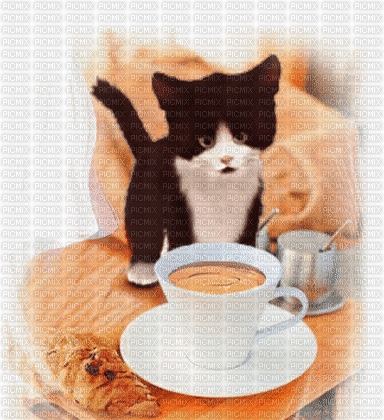 cat coffee - Animovaný GIF zadarmo
