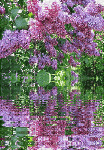 Background Lilac Water - Ingyenes animált GIF