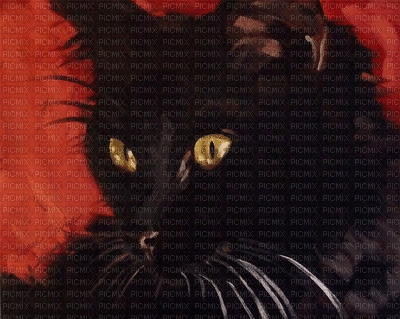 Black cat - Free animated GIF