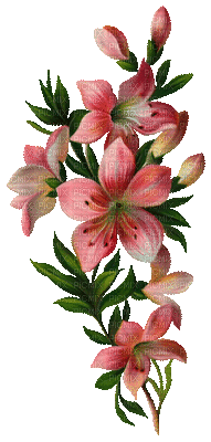 fleur rose.Cheyenne63 - GIF animé gratuit