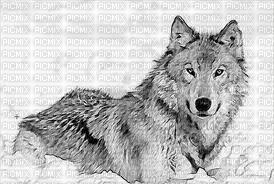 Dessin loup - 免费PNG