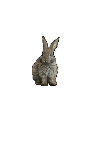 Кролик - Bezmaksas animēts GIF