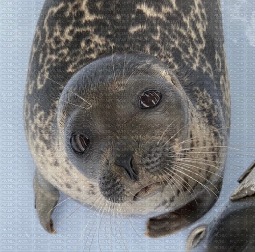 ponsuke seal sea lion - Free PNG