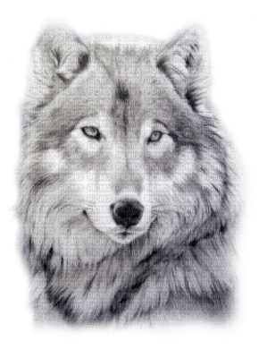 Tube Animaux Loup - δωρεάν png