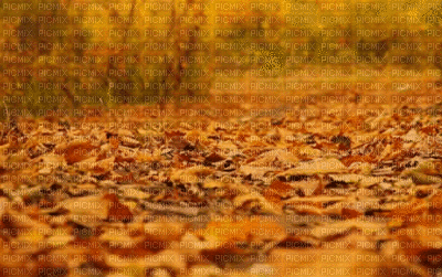 fond gif autumn automne - GIF animé gratuit