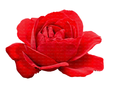 Red Rose - Bogusia - фрее пнг