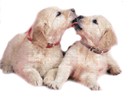 Tube Animaux Chien - ingyenes png