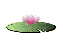 Flower, Flowers, Lotus, Water Lily, Deco, Decoration, Pink, Green, Animation, Gif - Jitter.Bug.Girl - Nemokamas animacinis gif