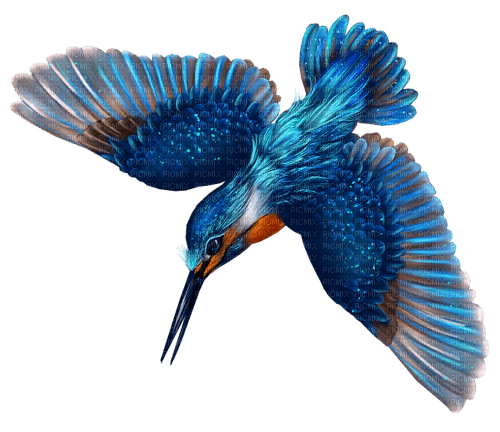 Vogel 🐦 - PNG gratuit