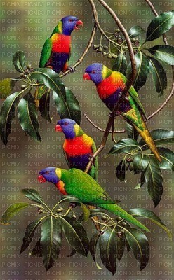 bird NitsaPapakon - png ฟรี