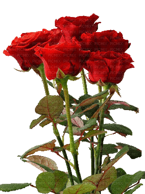 roses - Бесплатни анимирани ГИФ