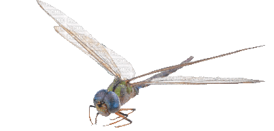 dragonfly - GIF animasi gratis