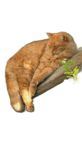 animals cats nancysaey - 免费PNG