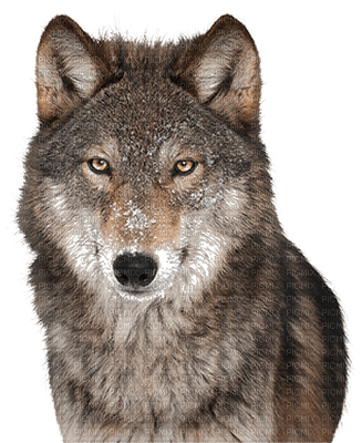 wolf bp - PNG gratuit