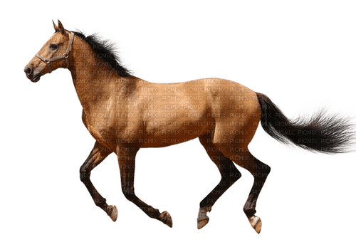 Zizi_Diamond Horse - бесплатно png