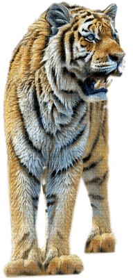 tiger bp - png grátis