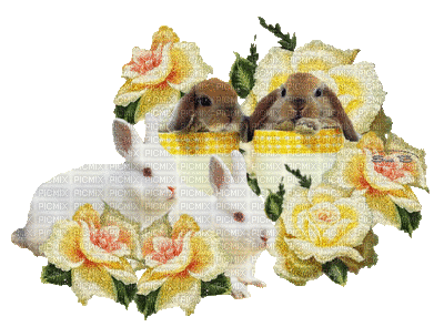 petits lapins - Animovaný GIF zadarmo