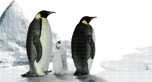 pingouins - gratis png