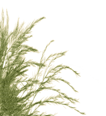 Kaz_Creations Deco Garden Grass - 無料png