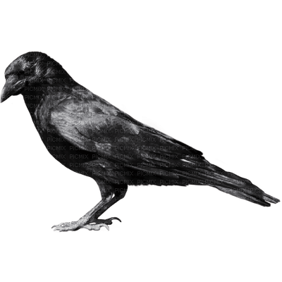 crow - PNG gratuit