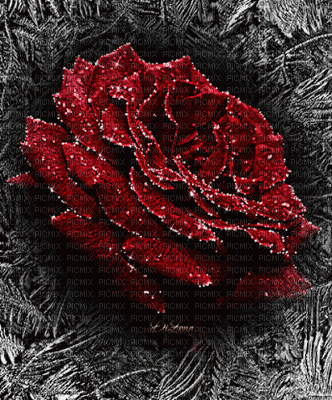 Rosa roja - Δωρεάν κινούμενο GIF