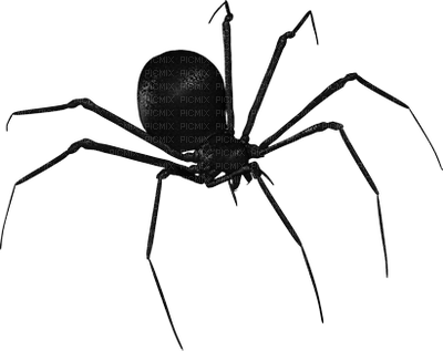 spider anastasia - kostenlos png