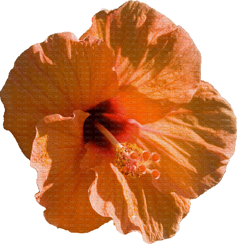 hibiscus flower orange peach, sunshine3 - Zdarma animovaný GIF