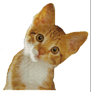 cAT RED chat rouge gif - Darmowy animowany GIF