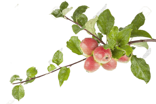 apple,tree - png grátis