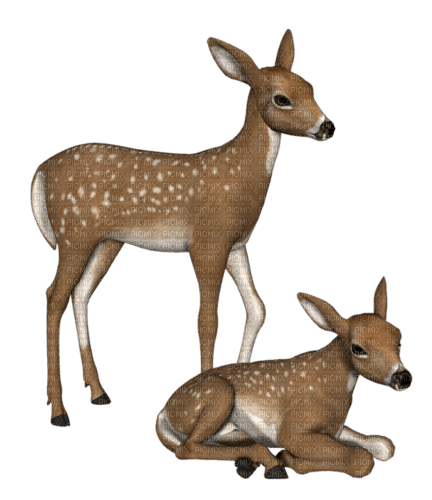 dolceluna deer - PNG gratuit