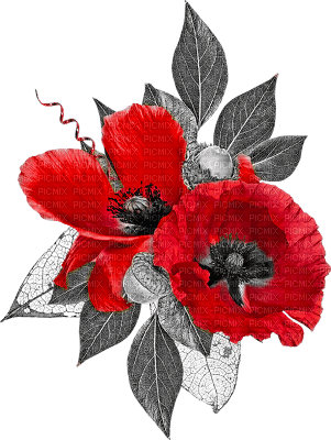 soave deco flowers poppy red black white - PNG gratuit