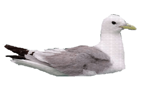 Mouette - Free PNG