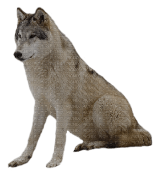 Wolf - png ฟรี