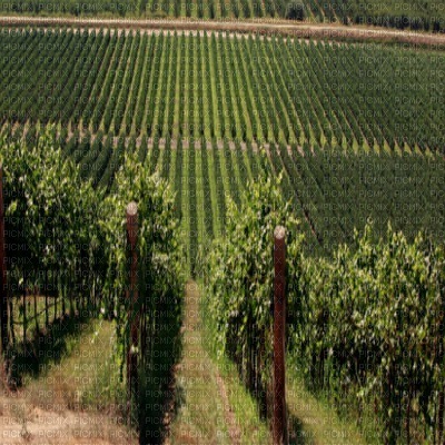 fond vineyard bp - kostenlos png